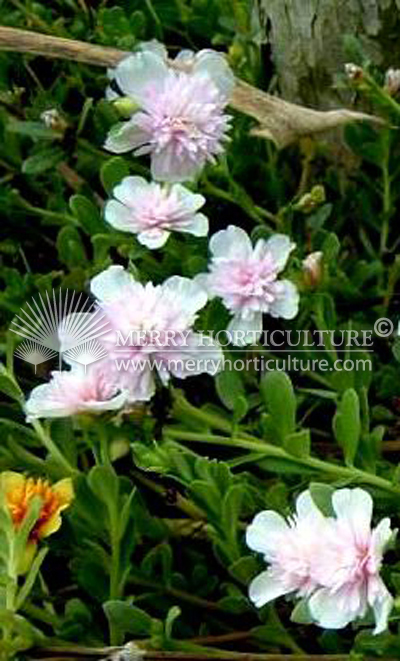 Portulaca grandiflora pink